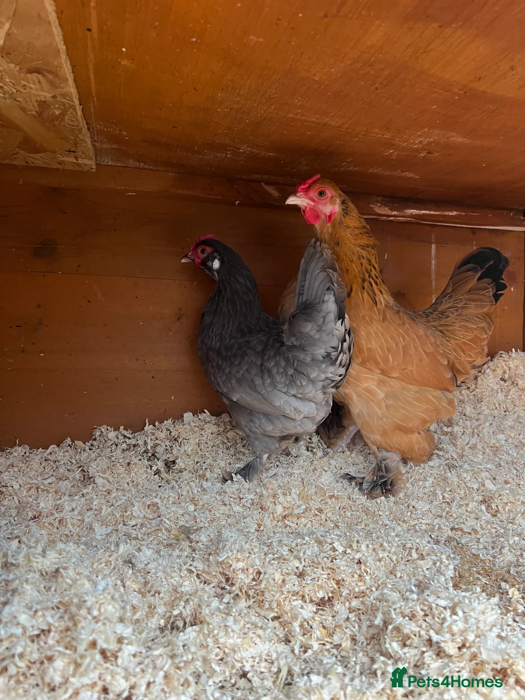 Chickens poultry for sale: 2 Pekin cross hens - Advert 3