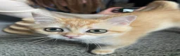 British Shorthair cats for sale: British Shorthair Golden Kittens 2 Beautiful Girls - Advert 10