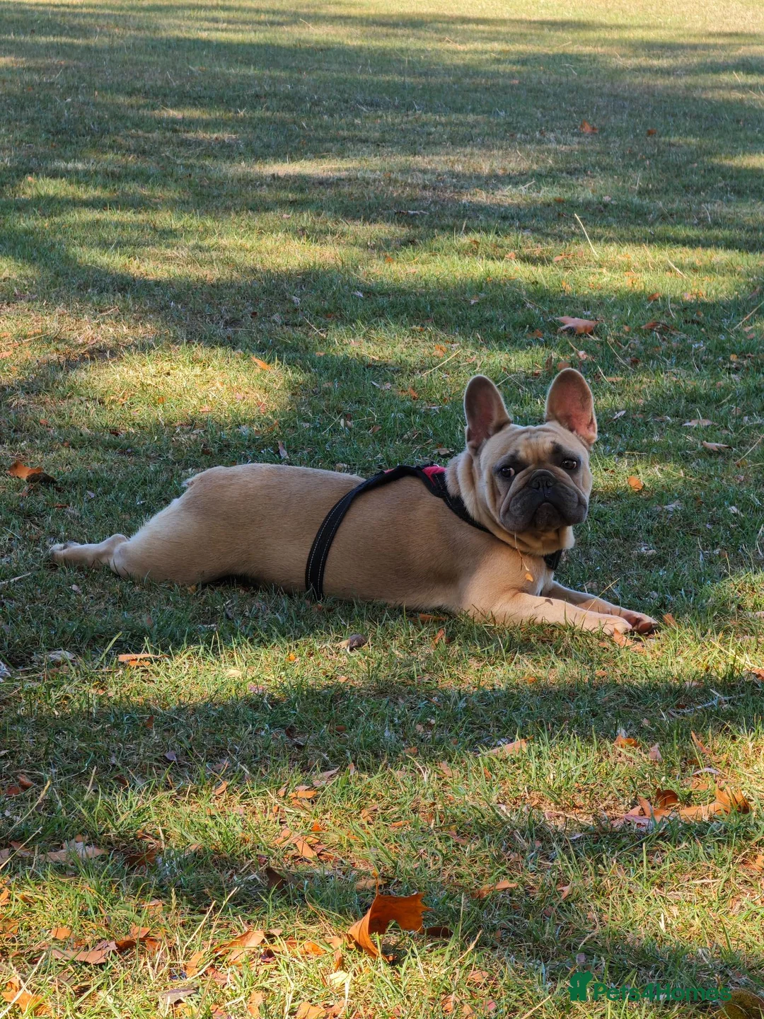 French Bulldog dogs for sale: Unique and beautiful French bulldogs puppies in Reading - Advert 2