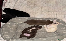 Pomchi dogs for sale: 💖 Beautiful Pomchi Pups 💖 - Image 7