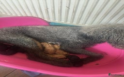 Standard Poodle dogs for sale: Kc registered standard poodle pups  - Image 2