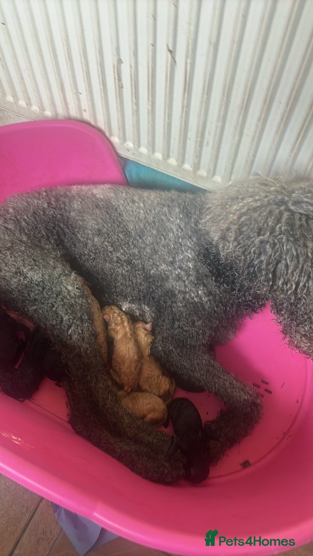 Standard Poodle dogs for sale: Kc registered standard poodle pups  - Image 2