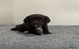 Cocker Spaniel dogs for sale: 4 beautiful cocker spaniel pups for sale - Image 1