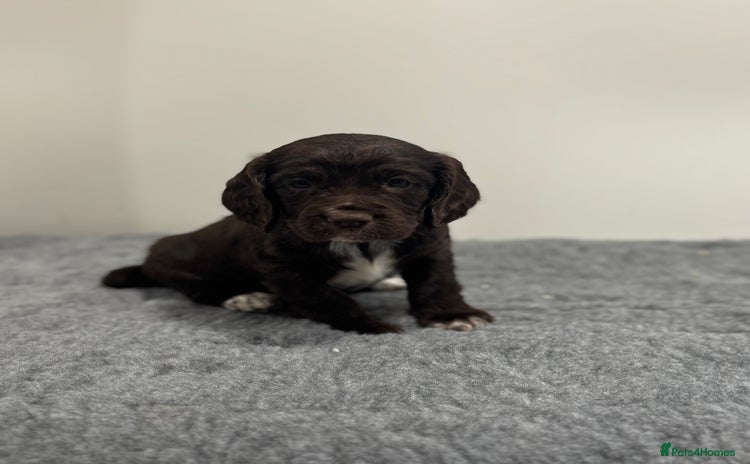 Cocker Spaniel dogs - Advert 4