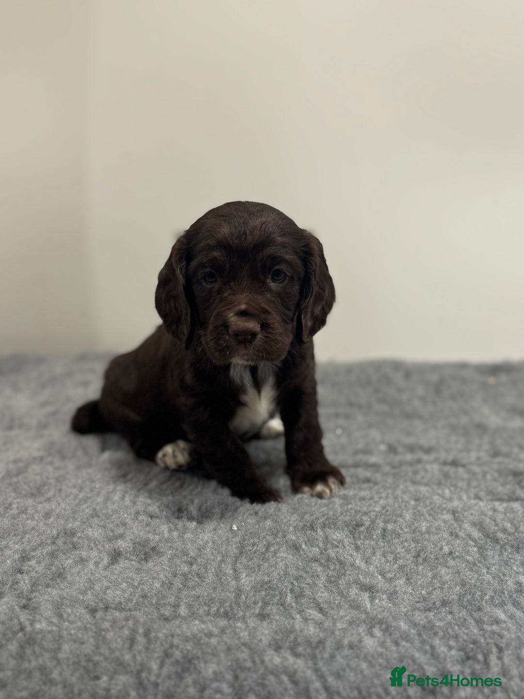 Cocker Spaniel dogs for sale: 4 beautiful cocker spaniel pups for sale - Image 1