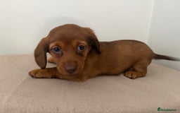 Miniature Dachshund dogs for sale: Red miniature Dachsund’s  - Image 11