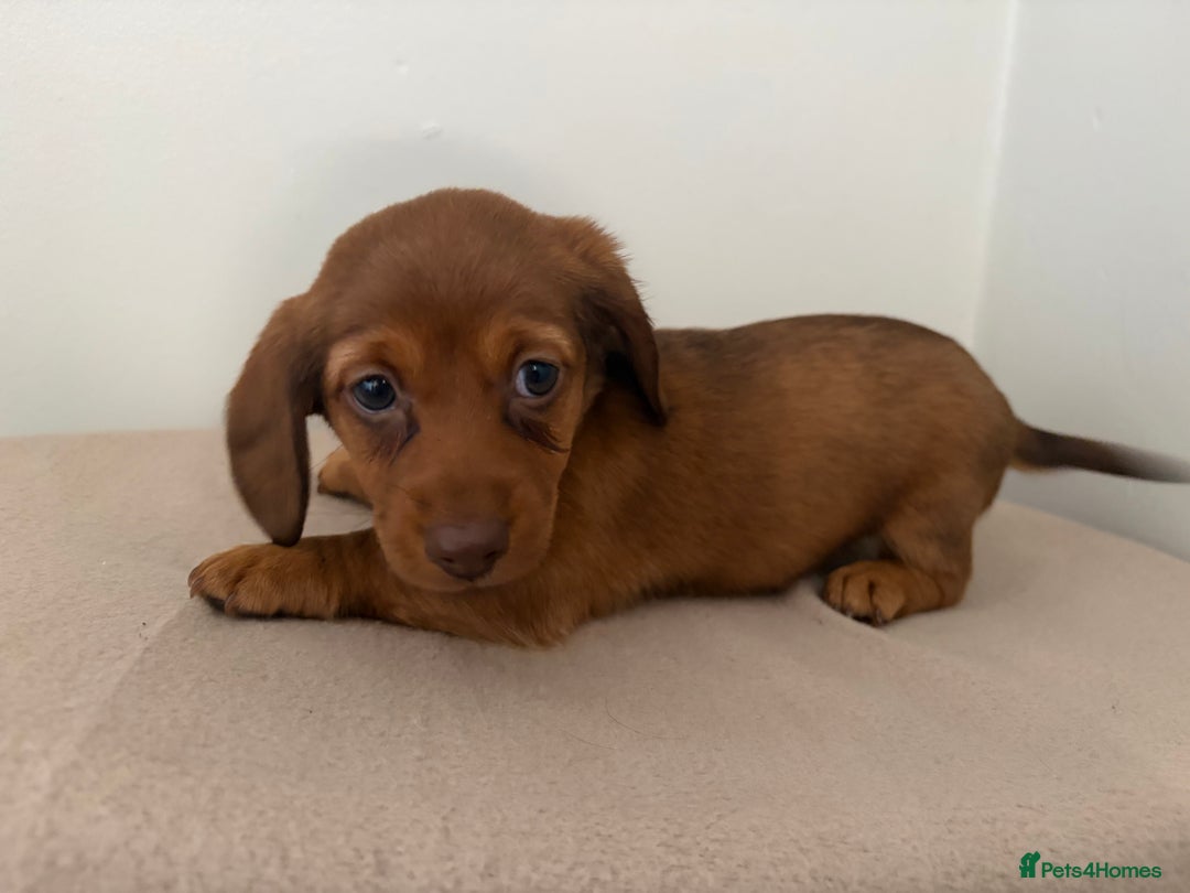 Miniature Dachshund dogs for sale: Red miniature Dachsund’s  - Image 11