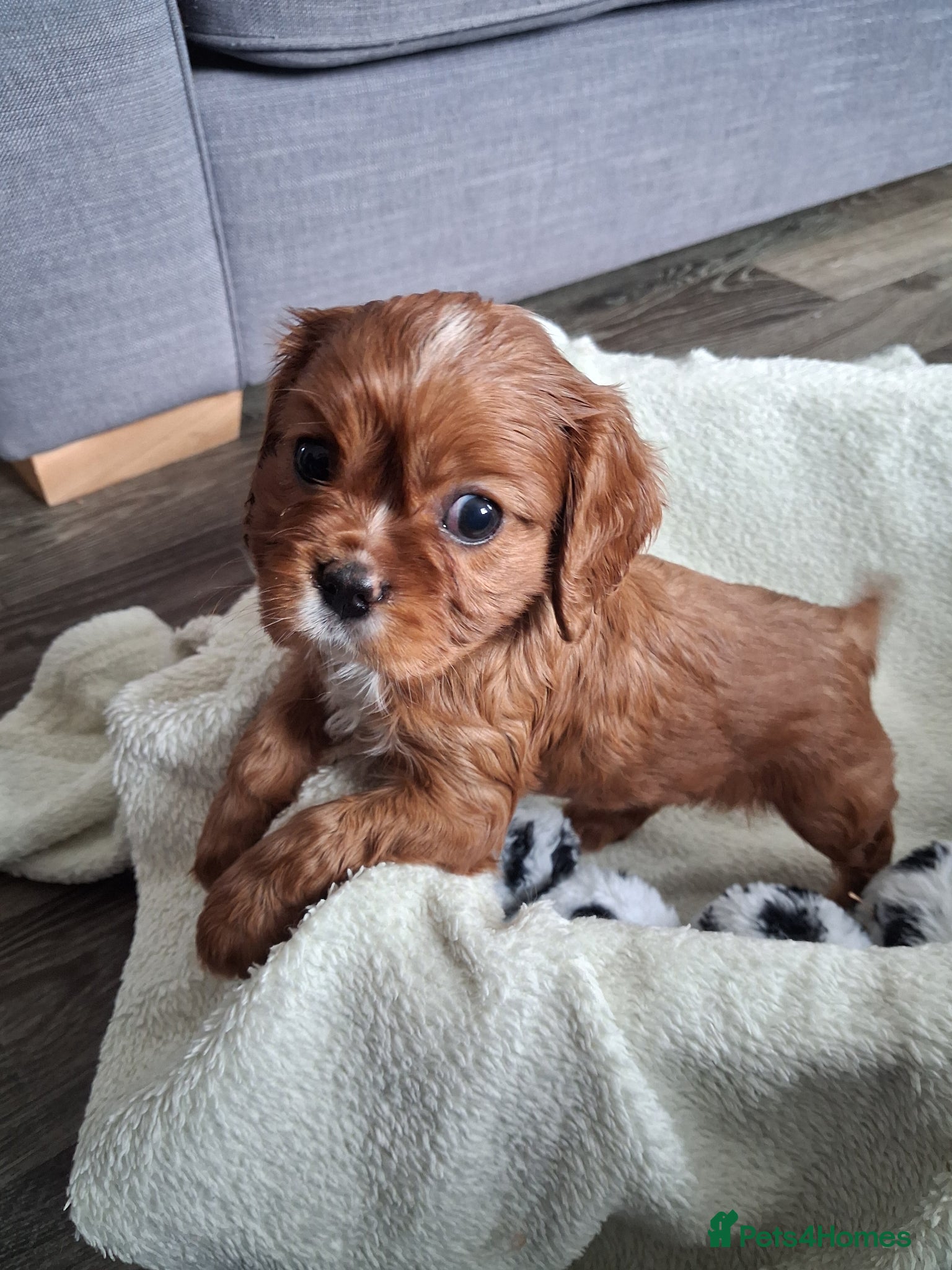 Cavalier King Charles Spaniel dogs Cavalier king Charles fully health tested lines - Advert 7