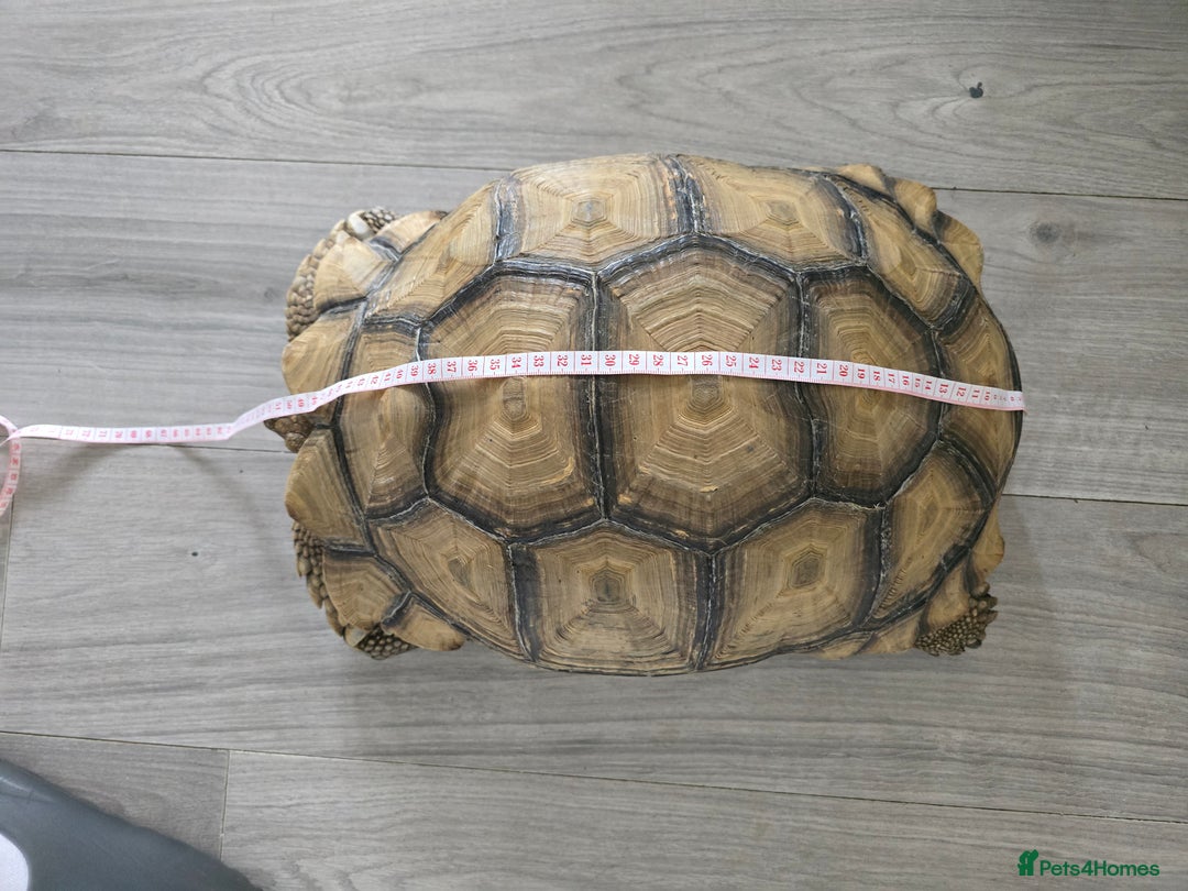 Tortoise reptiles for sale: Sulcata Tortoise Extremely Healthy - Image 4