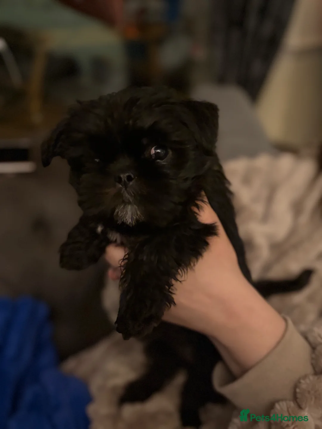 Mixed Breed dogs for sale: Shih Tzu Brussel Griffin Cross - Advert 9