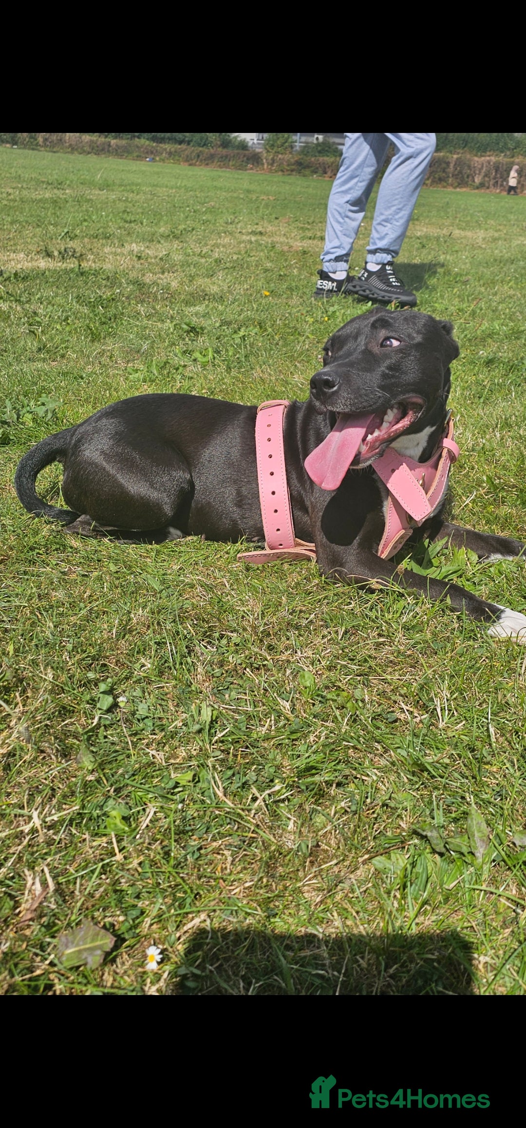 Rottweiler dogs for sale: 6 month old female rottweiler  - Advert 7