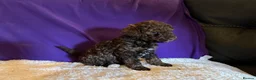 Toy Poodle dogs for sale: GORGEOUS Toy Poodles, DNA health tested parents  - Advert 25