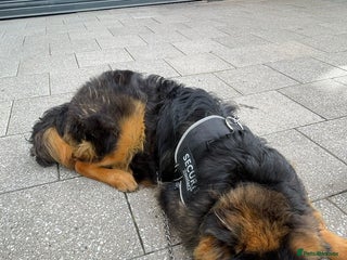 German Shepherd dogs - Advert 15