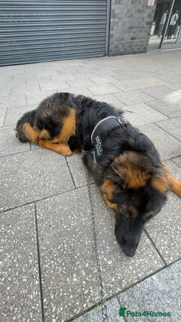 German Shepherd dogs - Advert 1