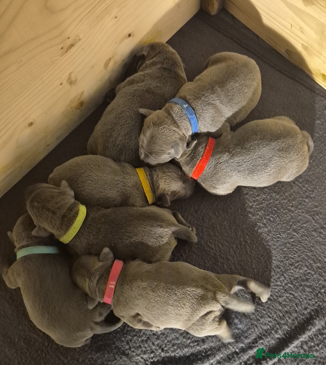 Staffordshire Bull Terrier dogs for sale: Kc reg Blue Staffordshire bull terrier puppies  - Image 8