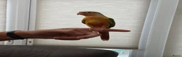 Conures birds for sale: Tame pineapple conures hand reared  in Chippenham - Advert 5