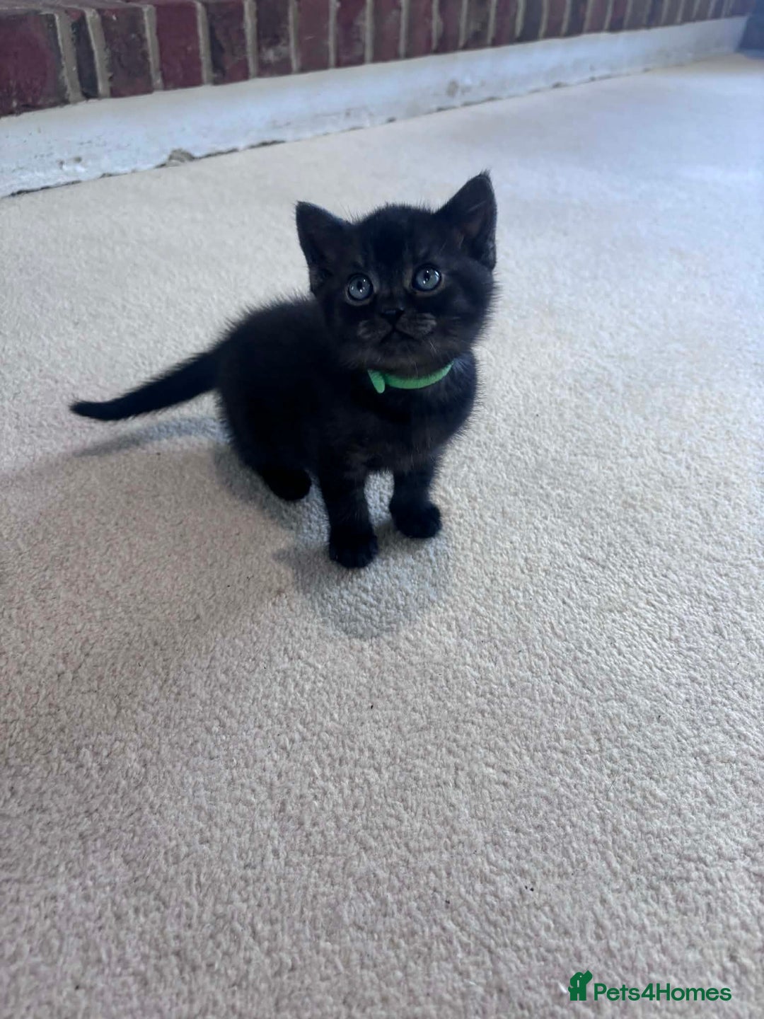 British Shorthair cats for sale: 4x British Shorthair Cross Kittens - Advert 4