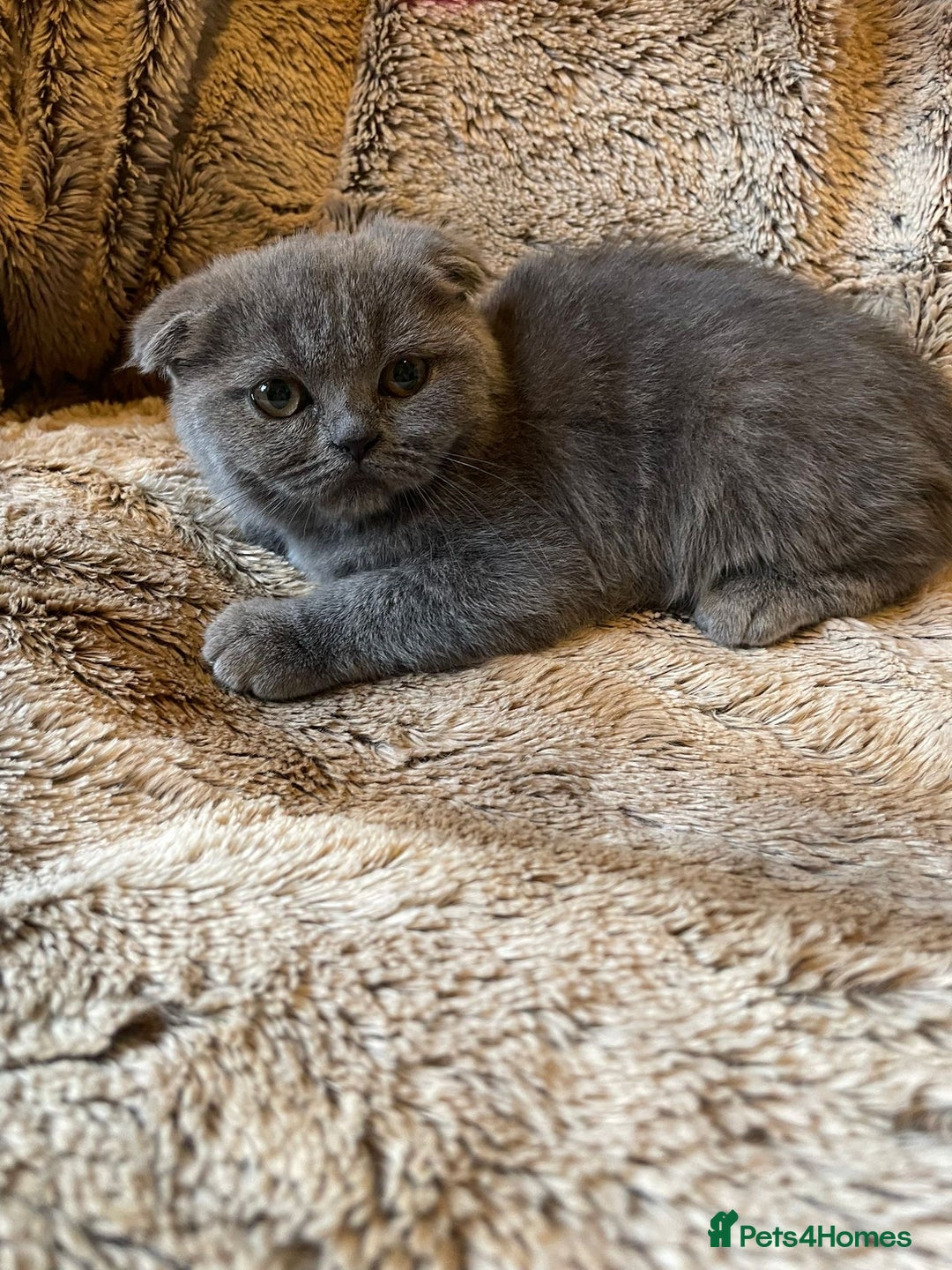 Scottish Fold cats for sale: Scottish fold kittens for sale - Image 14