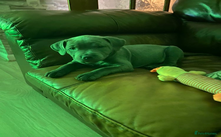 Staffordshire Bull Terrier dogs - Advert 10