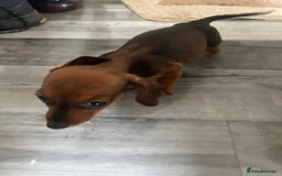 Dachshund dogs for sale: Dachshund puppies for sale - Image 7