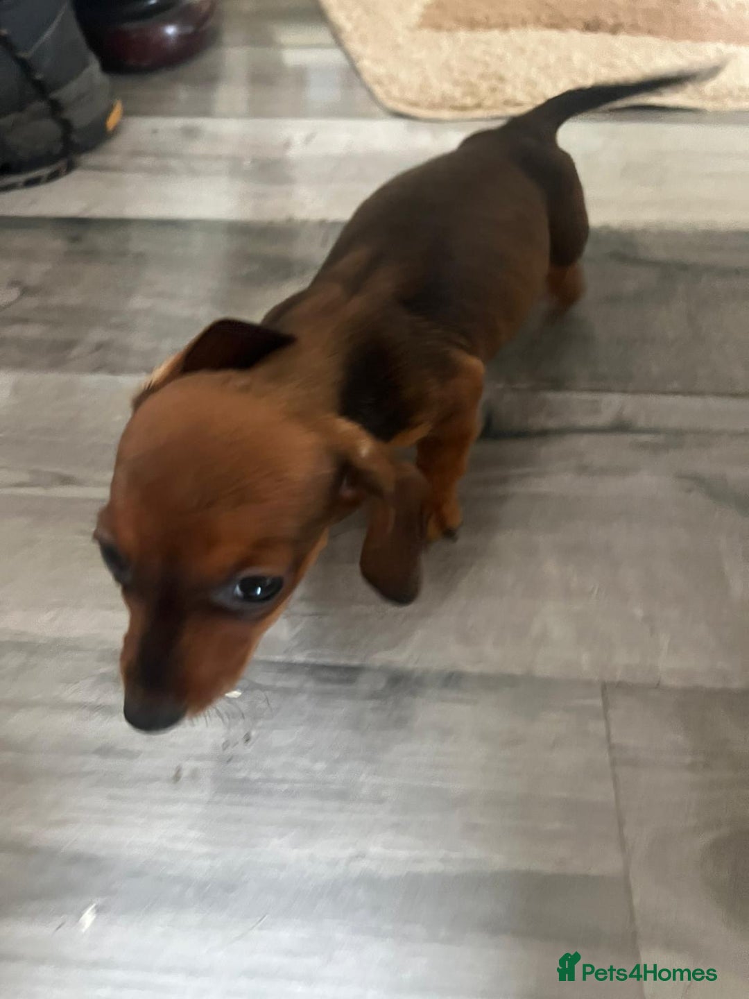 Dachshund dogs for sale: Dachshund puppies for sale - Image 7