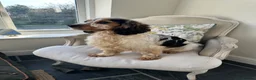 Cocker Spaniel dogs for sale: Stunning KC Reg Show type Cocker Spaniel puppies  - Advert 24