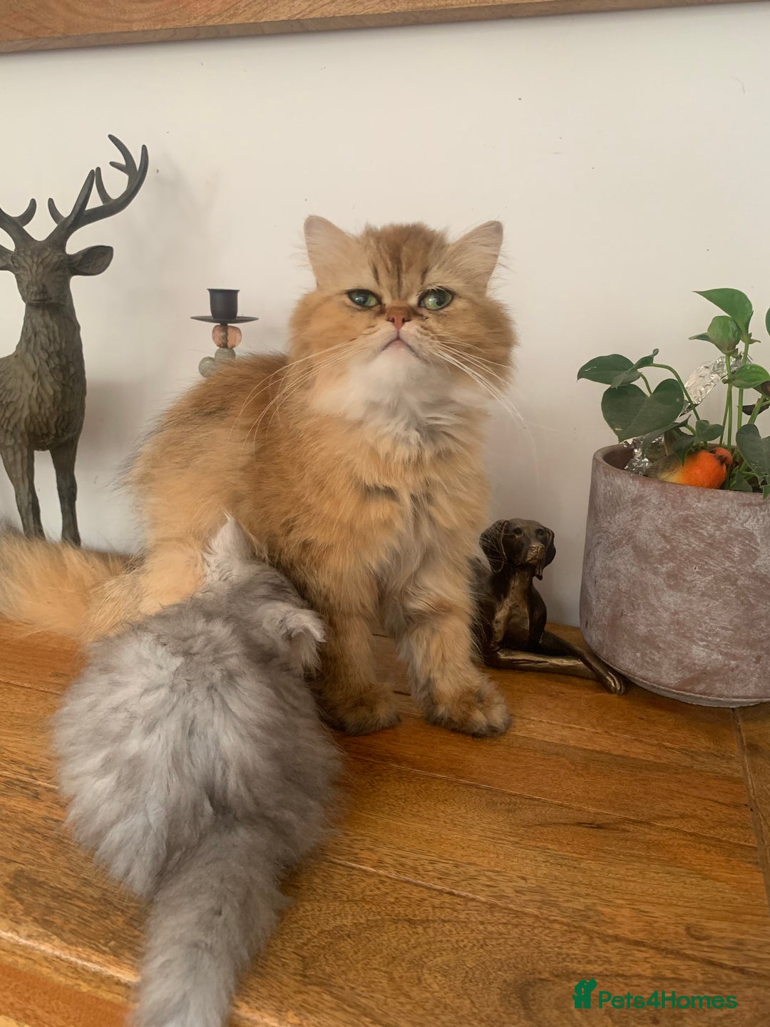 Persian cats for sale: 7 x beautiful persian kittens ready Thursday 14/08 - Image 6