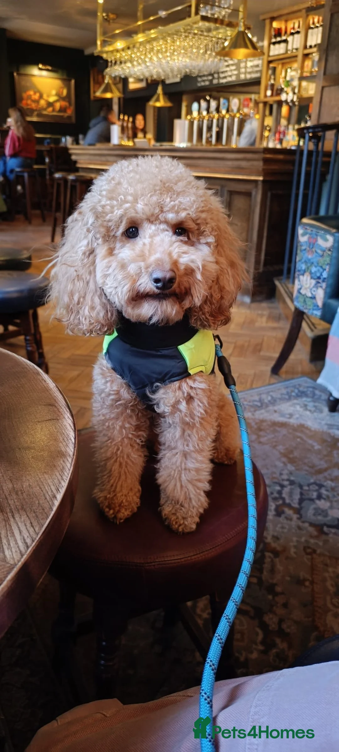 Cockapoo dogs for stud: Miniature Cocapoo for Breading  in Milton Keynes - Advert 2