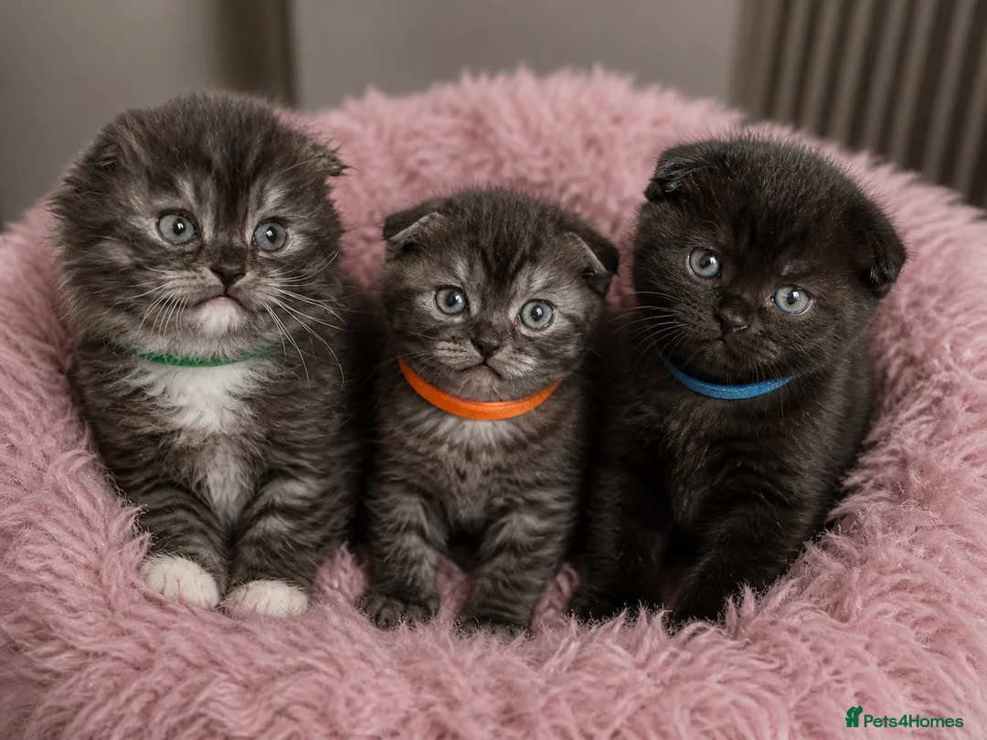 Scottish Fold cats for sale: Gorgeous Scottish Fold Kittens - Advert 2