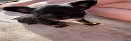 Chihuahua dogs for sale: 3 beautiful KC babies  - Advert 39