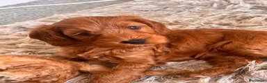 Cockapoo 5