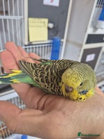 Budgerigars birds Tamed cock English Exhibition - Advert 2