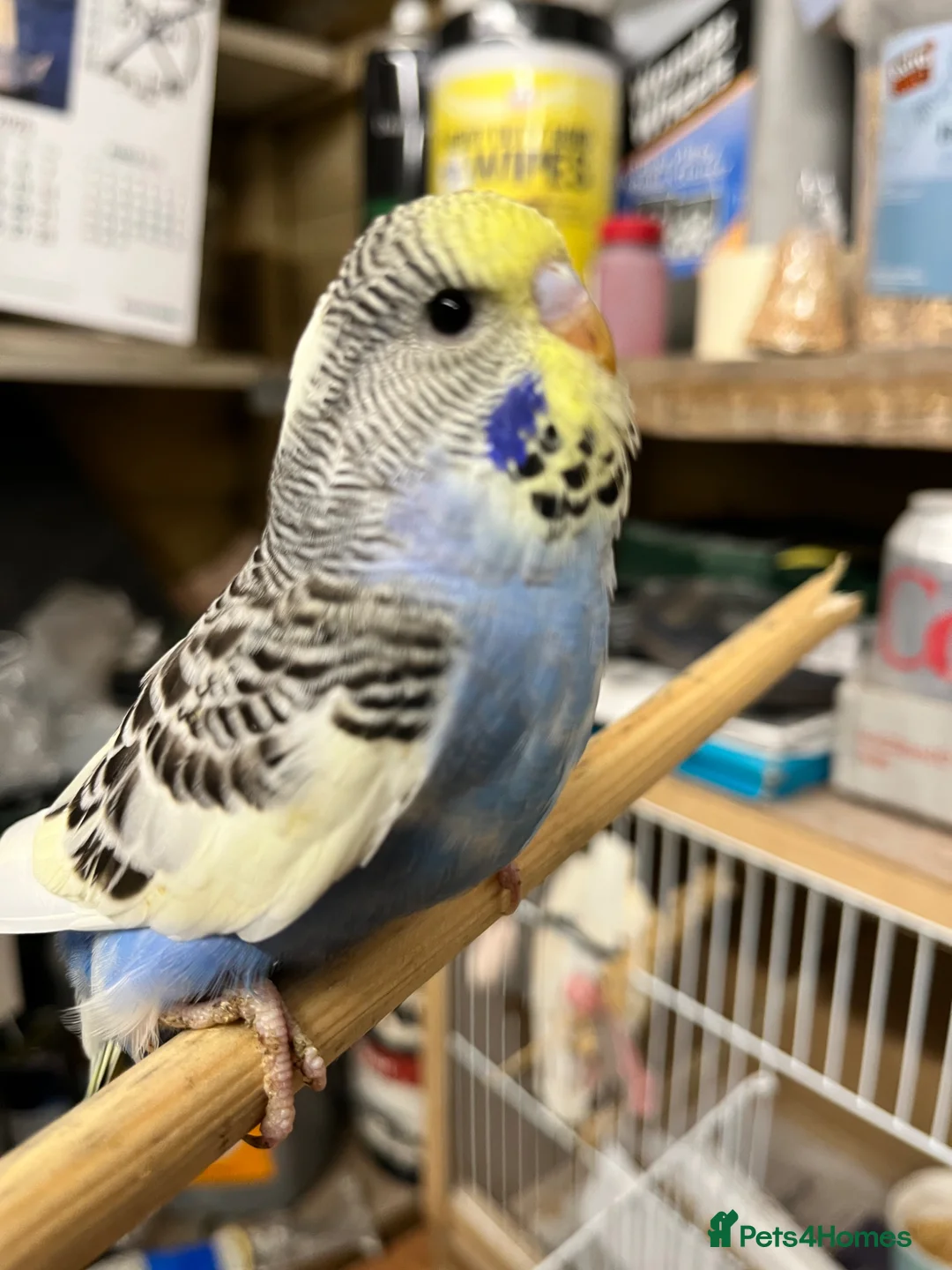 Budgerigars birds for sale: 2026 budgies  - Advert 5