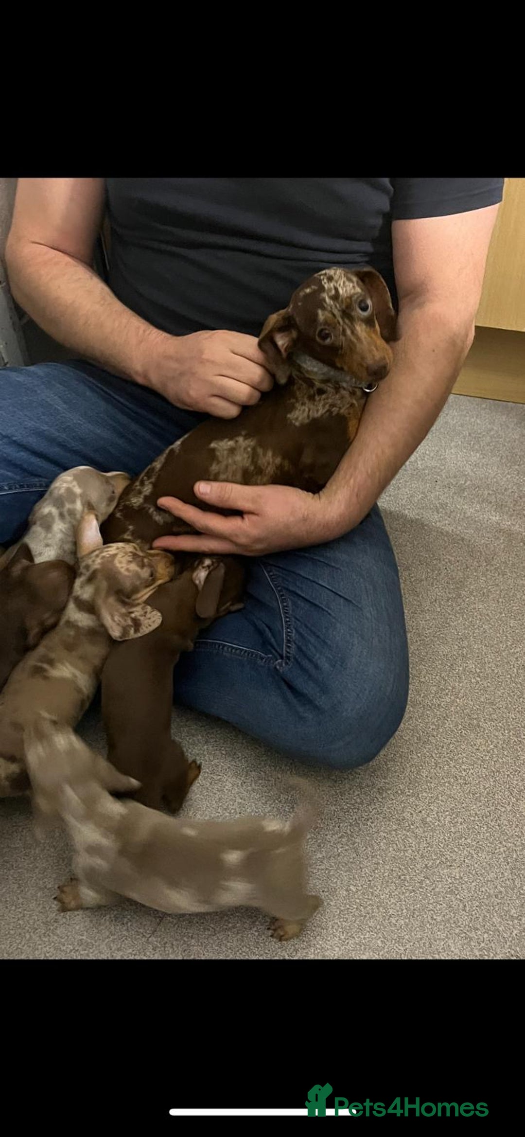 Miniature Dachshund dogs for sale: Mini dachshund - Advert 2