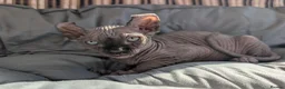Sphynx cats for sale: Ready for reservation  - Advert 8