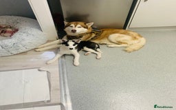 Siberian Husky dogs for sale: Husky puppy female for sale - Image 4