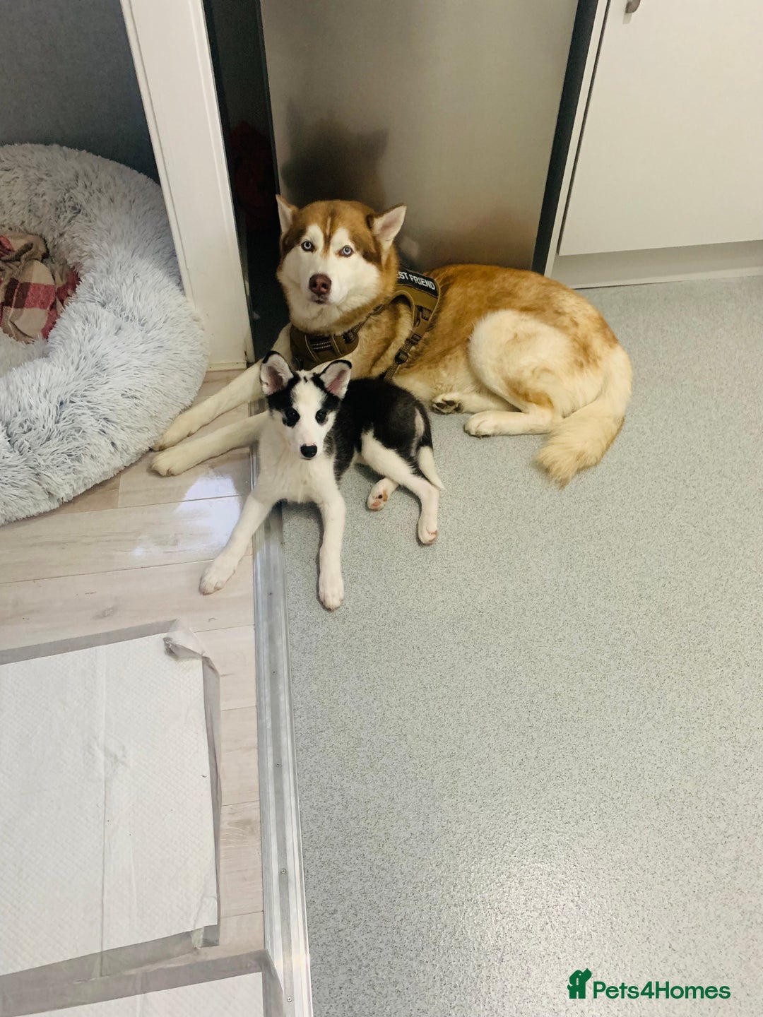 Siberian Husky dogs for sale: Husky puppy female for sale - Image 4