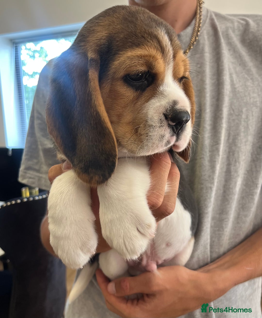 Beagle dogs for sale: Adorable Puppies- KC Reg  - Image 9