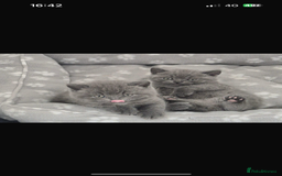 British Shorthair cats for sale: British Blue Shorthair Kittens(Male) 3/4 available - Image 13