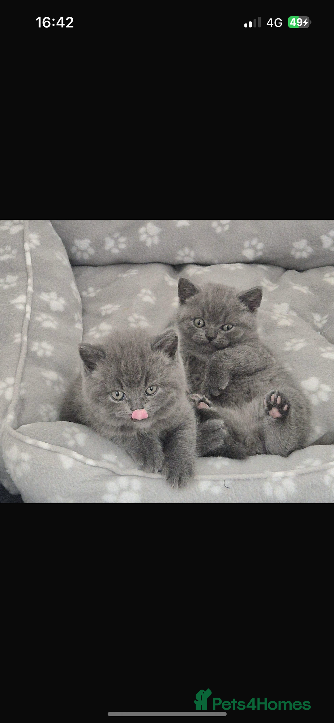 British Shorthair cats for sale: British Blue Shorthair Kittens(Male) 3/4 available - Image 13