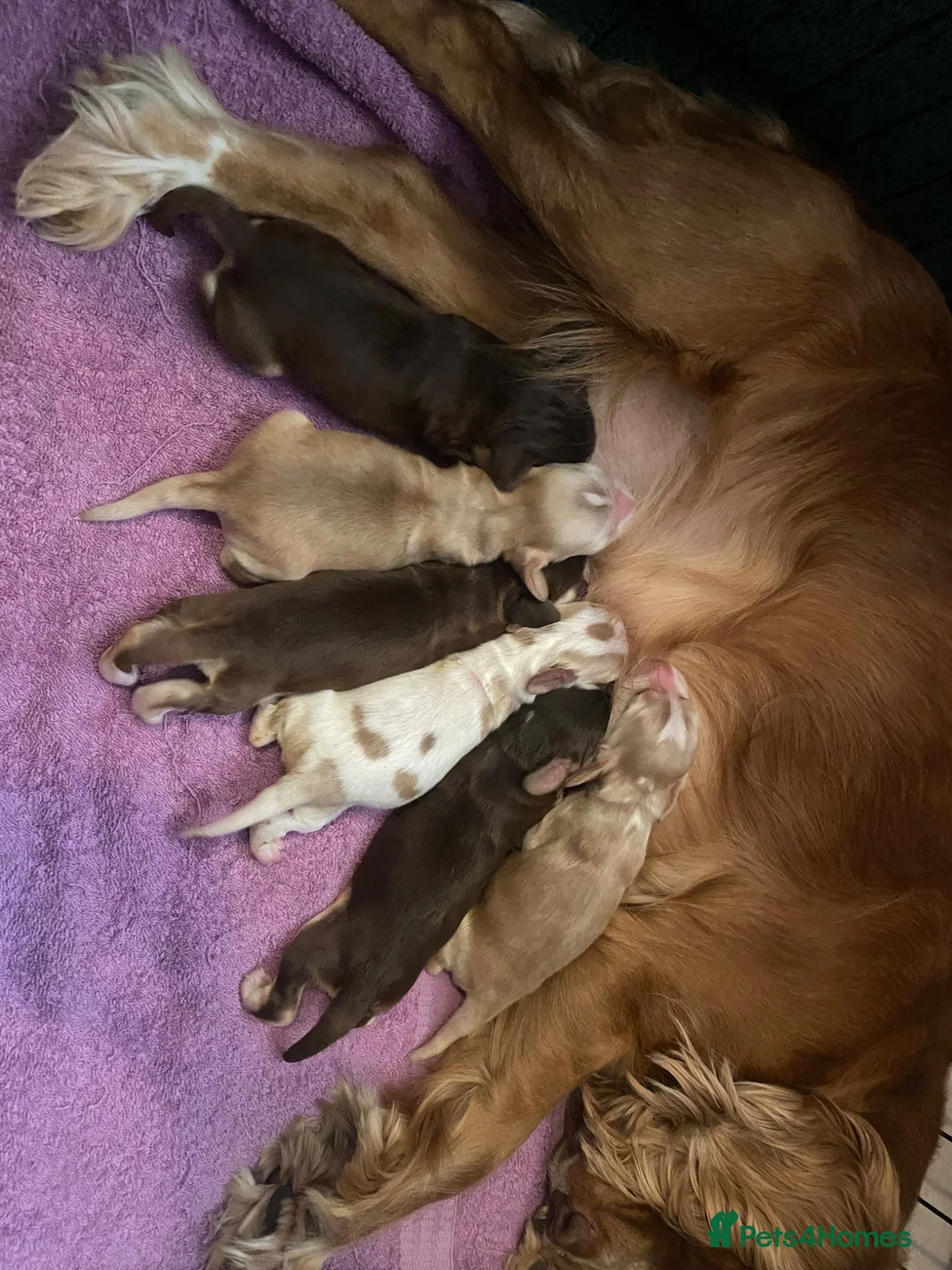 Cocker Spaniel dogs for sale: KC Registered. Show Type Cocker Spaniel Puppies. - Advert 2