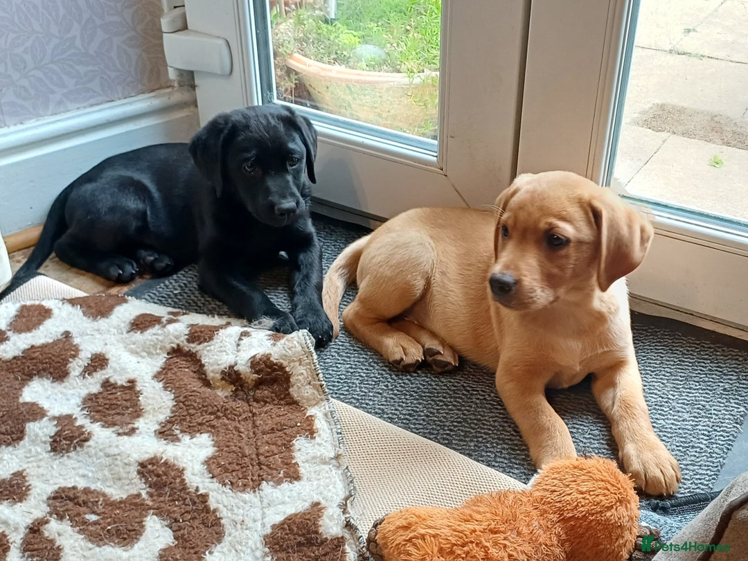 Labrador Retriever dogs for sale: Working/Pet, fully health tested mum and Dad  in Scarborough - Image 13