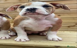Alapaha Blue Blood Bulldog dogs for sale: Beautiful Alapaha blue bulldogs  - Image 5
