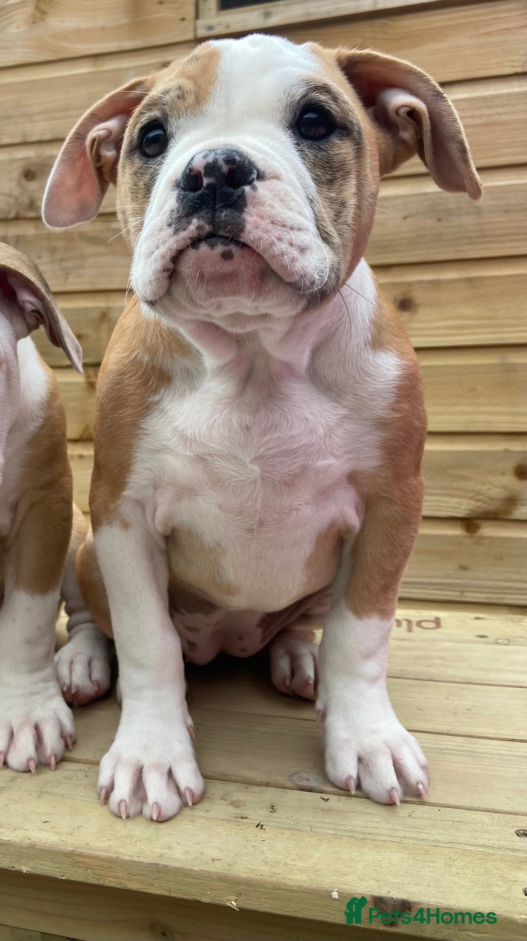 Alapaha Blue Blood Bulldog dogs for sale: Beautiful Alapaha blue bulldogs  - Image 5