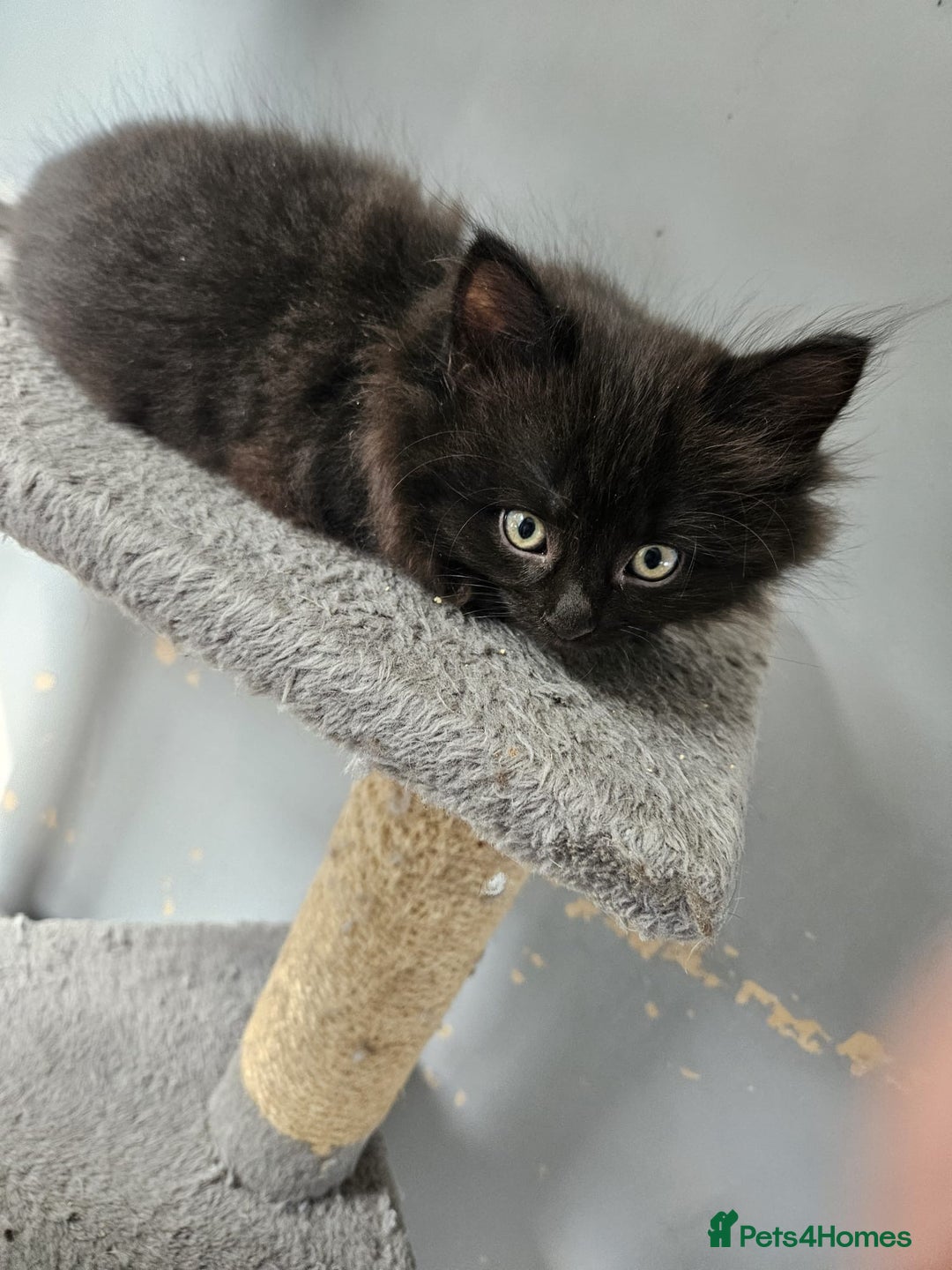British Shorthair cats for sale: 4 beautiful kittens for sale  - Image 9