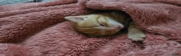 Domestic Shorthair cats for sale: 2 kittens for sale. in Sheffield - Advert 18