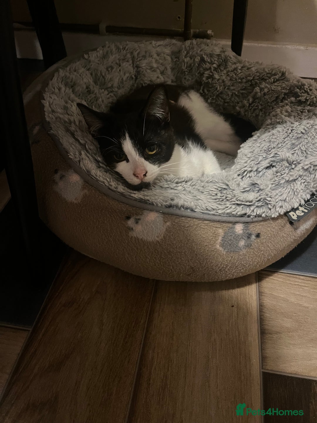 Mixed Breed cats for sale: Nancy - 7 month old black and white kitten  - Advert 7