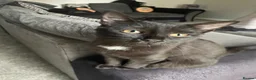 British Shorthair cats for sale: Male pure black & Female pure black with locket  in Alcester - Advert 2