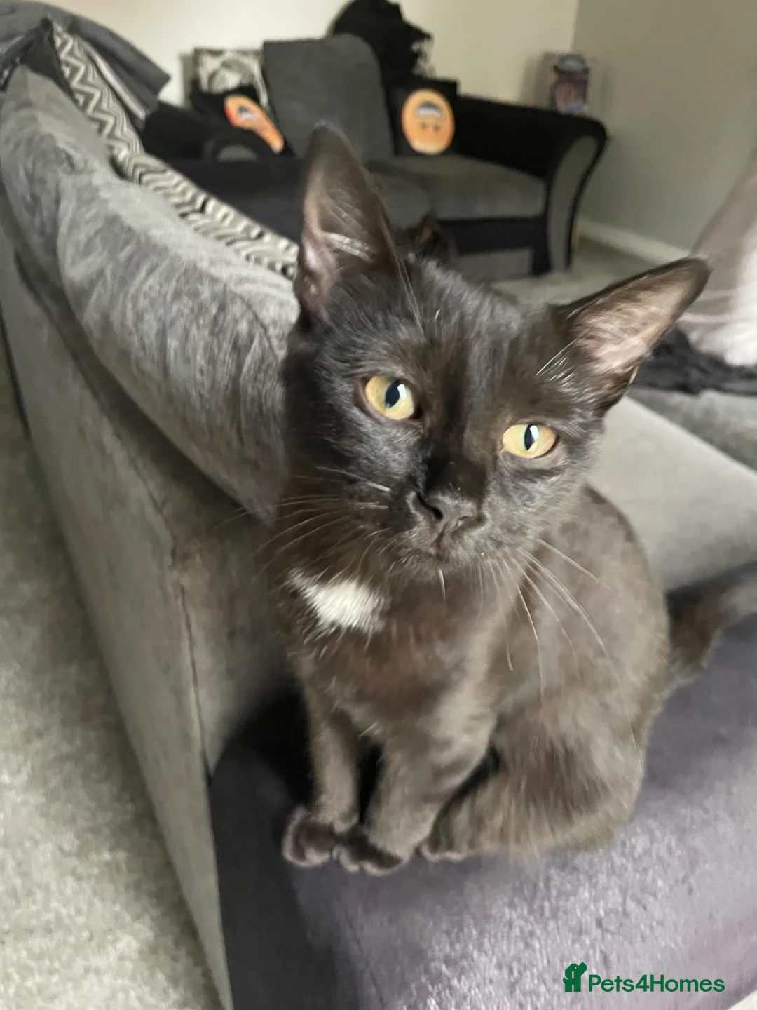 British Shorthair cats for sale: Male pure black & Female pure black with locket  in Alcester - Advert 2