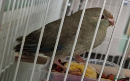 Parakeets birds for sale: Kakariki 3months old  - Image 1